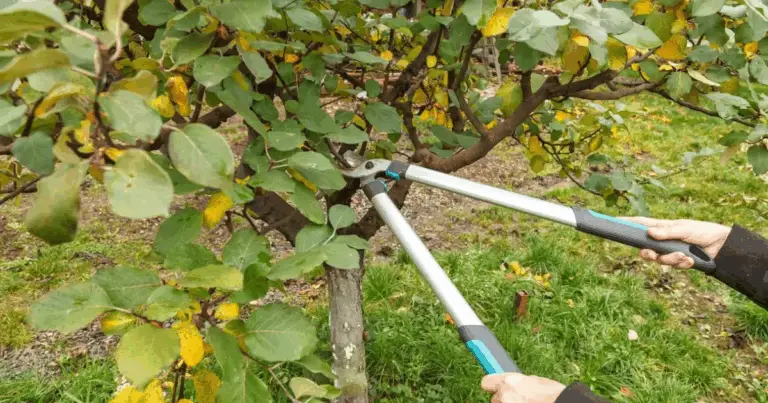 Calendario di Poda: Come e Quando Potare Piante, Arbusti e Alberi