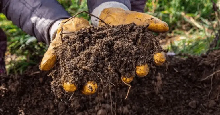 Gli insetti del compost: piccoli alleati per un suolo fertile