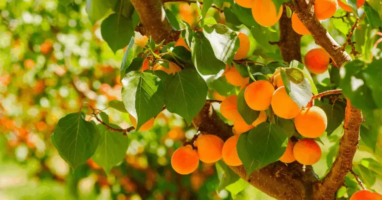 Potatura dell’albicocco: guida completa per ottenere alberi sani e raccolti abbondanti