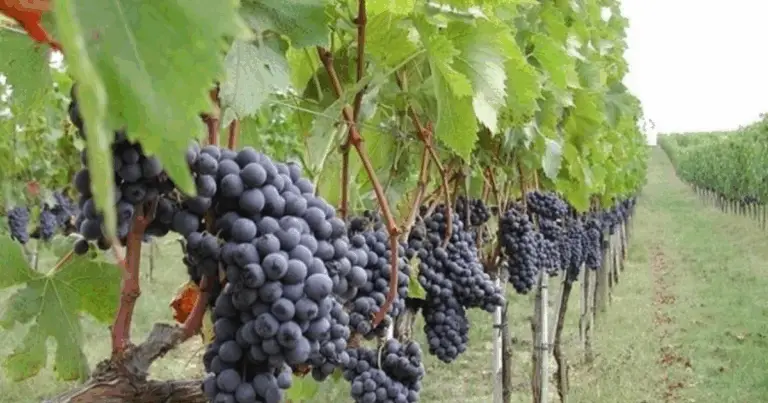 Potatura della vite: tecniche e consigli per un vigneto sano e produttivo