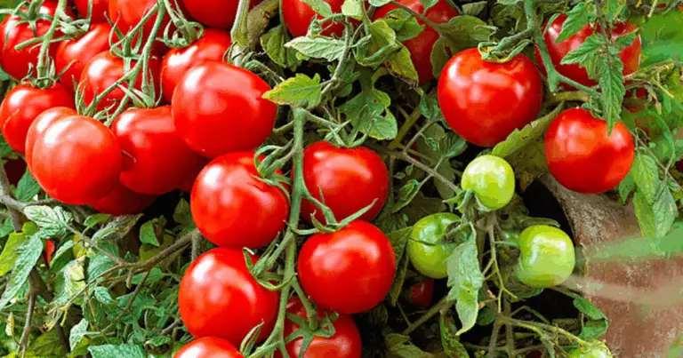 Trucchi per coltivare pomodori all’aperto: la guida completa