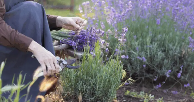 Potatura della lavanda: guida completa per una fioritura rigogliosa