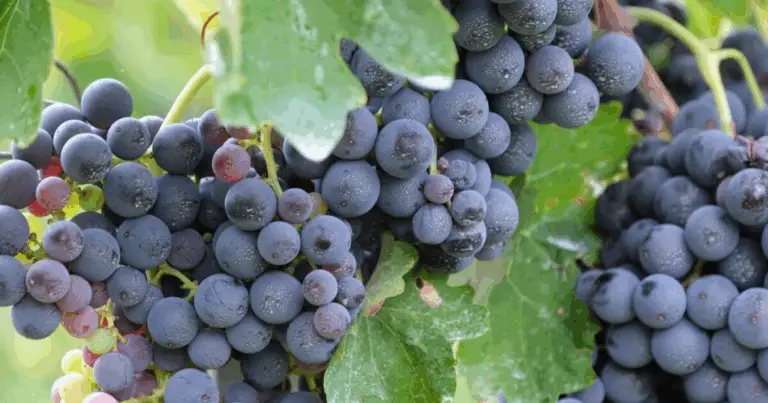 Il ciclo annuale della vite: guida completa