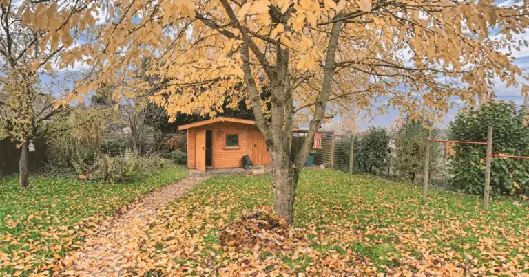 Piante da non tagliare in autunno: guida completa per favorire la biodiversità