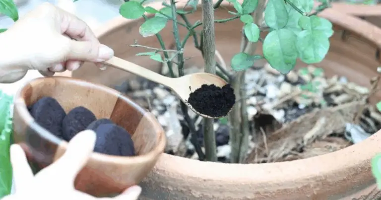 Trucchi semplici ed economici per un giardino sano