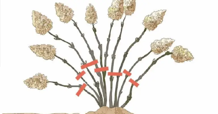 Potatura delle ortensie: guida completa per una fioritura rigogliosa