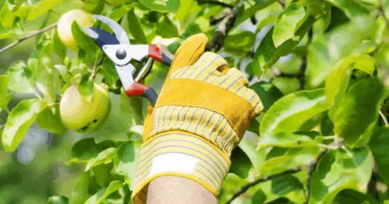 Potatura delle piante perenni a settembre: guida completa