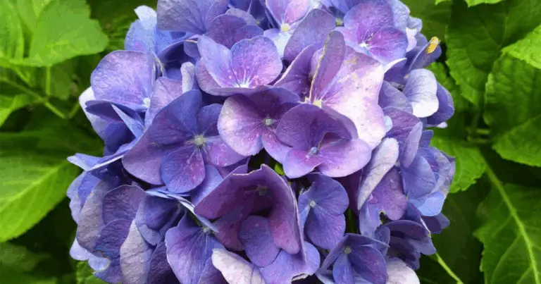 Potatura delle ortensie: guida completa per una fioritura rigogliosa