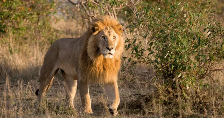 Leoni estinti: storia ed evoluzione dei grandi felini