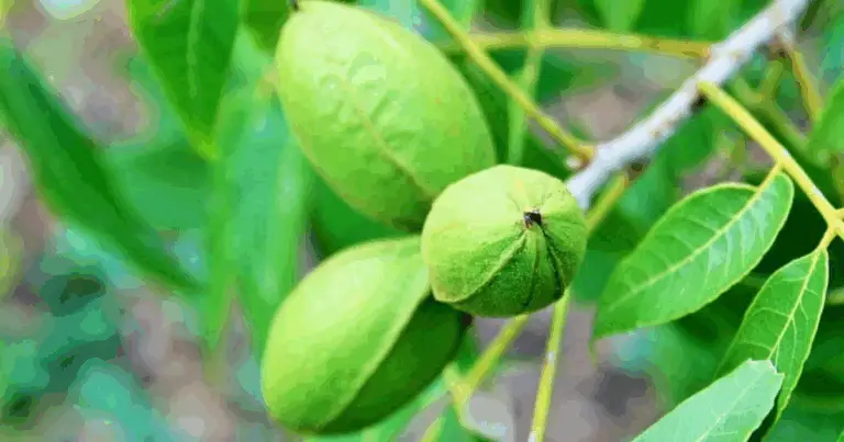 Conoscere le noci e i frutti degli alberi: guida completa