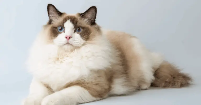 Come scegliere la razza di gatto giusta per il proprio stile di vita