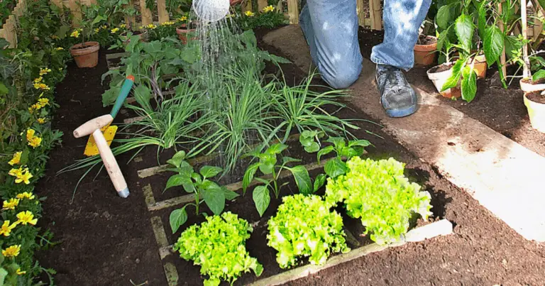 Potatura delle erbe aromatiche: guida completa per una crescita sana e profumata