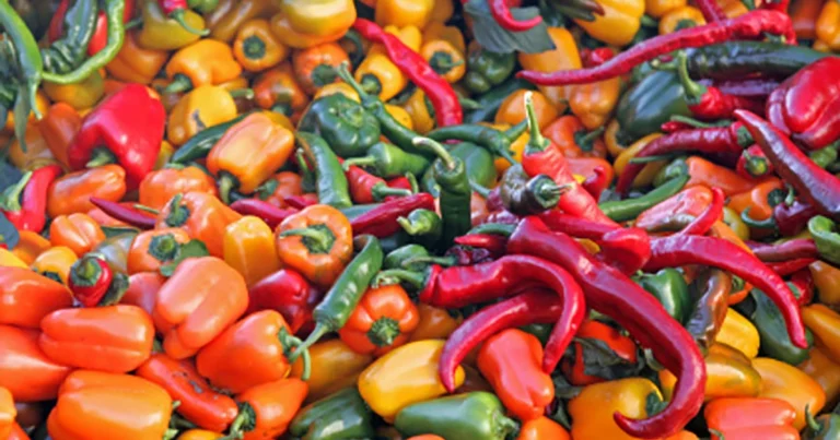 Peperoncini messicani: dalla freschezza all’essiccazione, un viaggio di sapori intensi