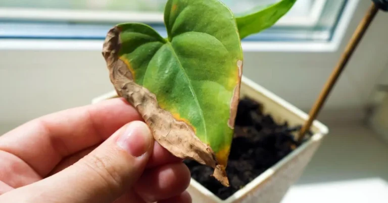 Comprendere il linguaggio delle tue piante: cosa ti raccontano le foglie