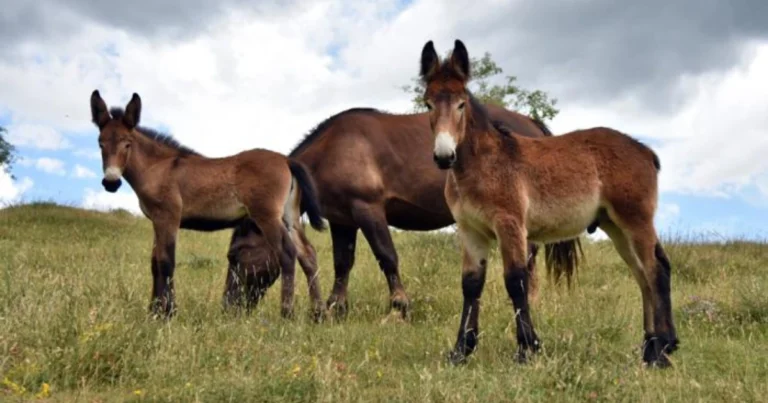 Incroci tra equini: guida completa a cavalli, asini, muli e bardotti