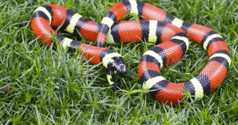 Come distinguere il serpente corallo velenoso dal falso corallo innocuo