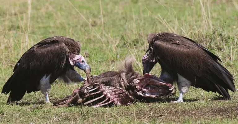 Gli avvoltoi del mondo: guida completa al riconoscimento e al loro ruolo ecologico