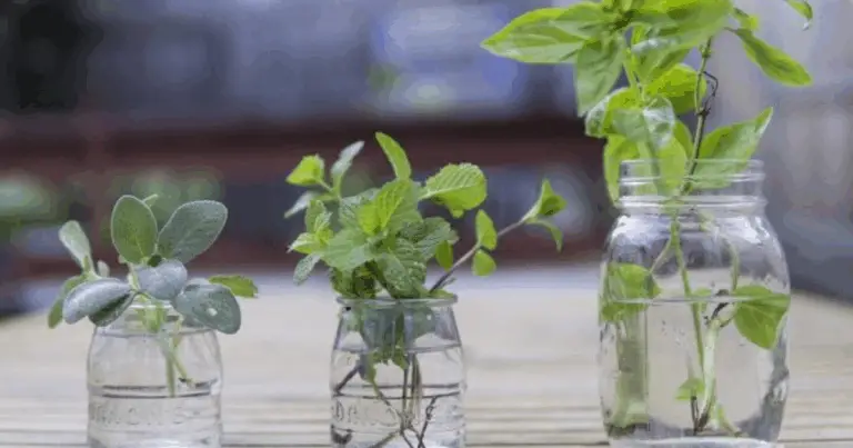 11 Erbe Aromatiche da Coltivare in Acqua Tutto l’Anno