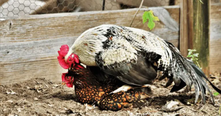 Il ciclo vitale del pollo: dalla fecondazione alla nascita