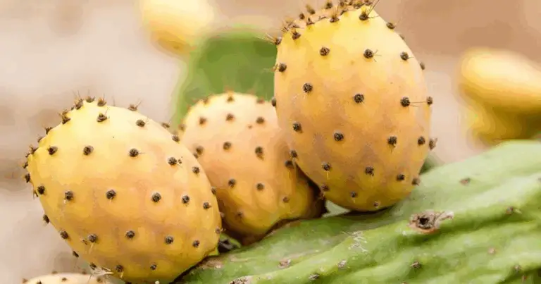 Benefici dei frutti: fico d’India, prugna, fico e albicocca