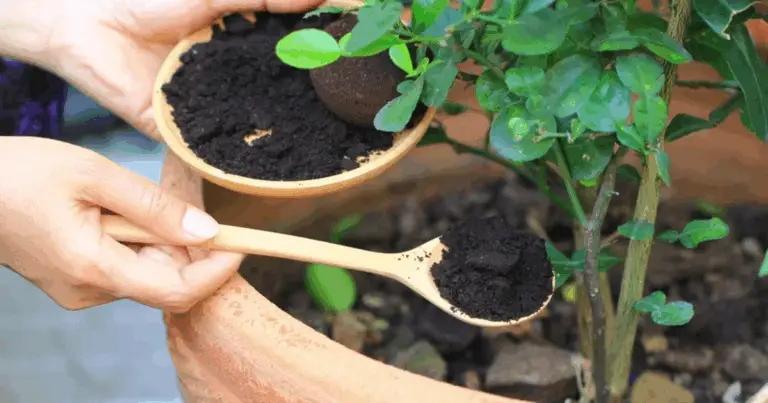 5 Residui Naturali per Nutrire le Piante in Modo Sostenibile