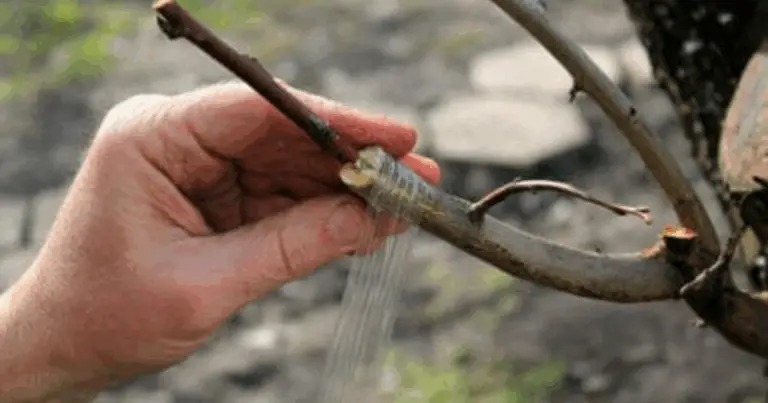 Fasi per l’innesto delle piante: guida completa per principianti e appassionati