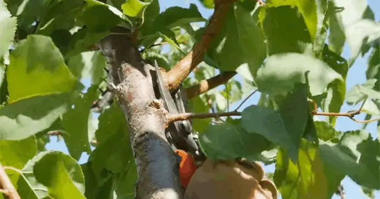 Potatura di agosto: guida completa per una fruttificazione migliore