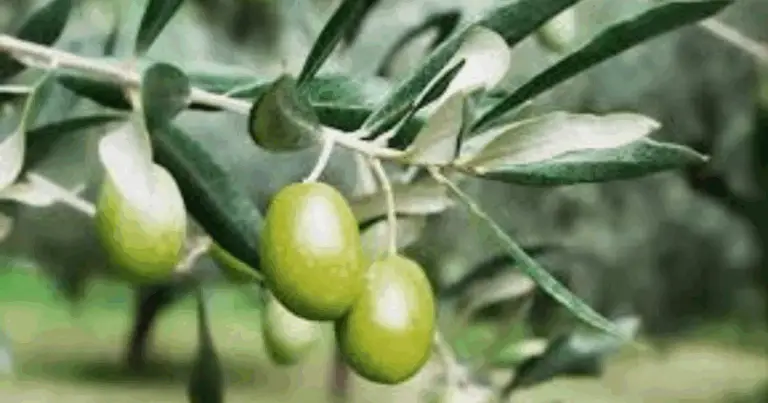 Calendario stagionale di frutta e verdura: guida completa alla spesa consapevole