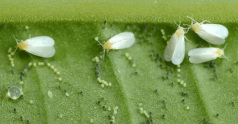 Parassiti delle piante da appartamento: riconoscerli e combatterli in modo naturale
