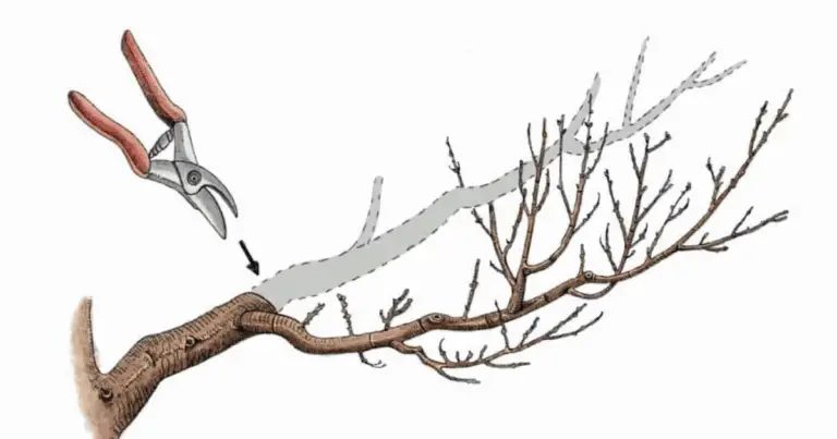 Potatura degli alberi da frutto: tecniche, tempi e consigli pratici