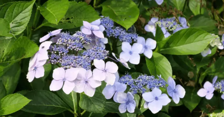 Potatura delle ortensie: guida completa per una fioritura rigogliosa