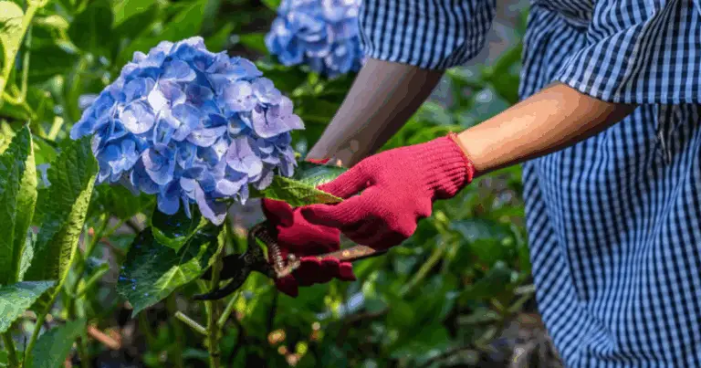 Come potare correttamente le ortensie: guida completa
