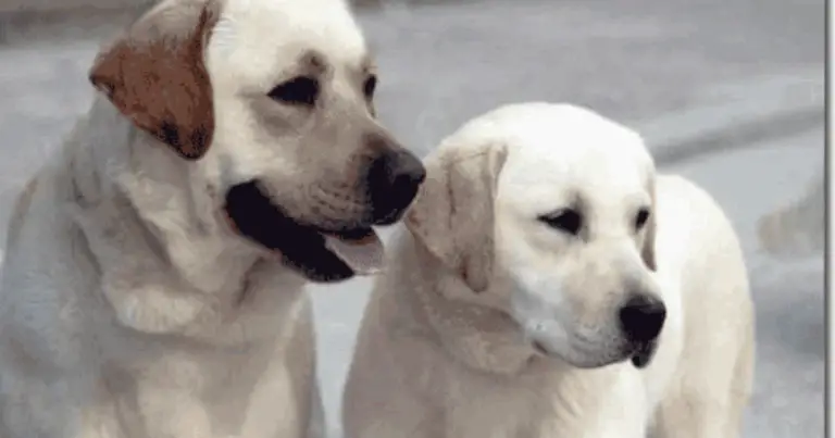 Nomi degli animali domestici: come distinguere maschio, femmina e cucciolo