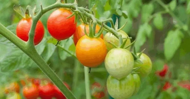 Consociazione del pomodoro: guida completa alle piante alleate