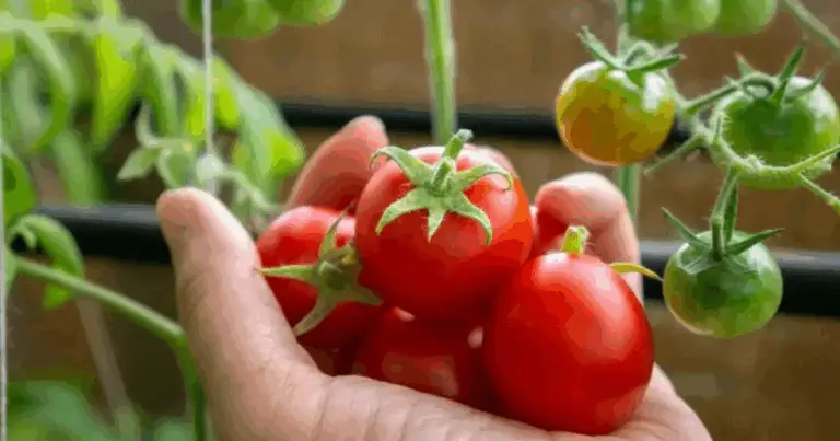 Varietà di Pomodori: Guida Completa a Peso, Usi e Caratteristiche delle Principali Tipologie