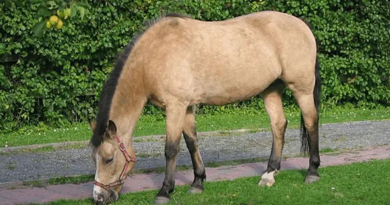 Mantelli roani del cavallo: caratteristiche, varianti e riconoscimento