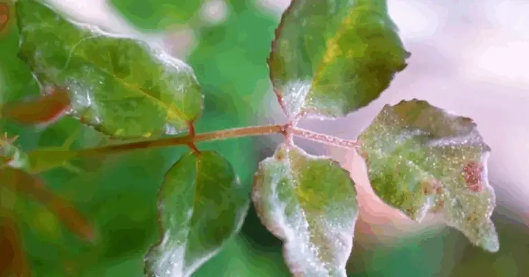 Problemi Comuni delle Rose: Parassiti, Malattie e Rimedi Efficaci