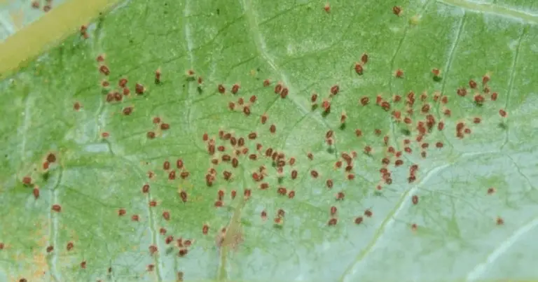 Piante Antizanzare e Antiparassitarie Naturali: Guida Completa per Balcone e Giardino