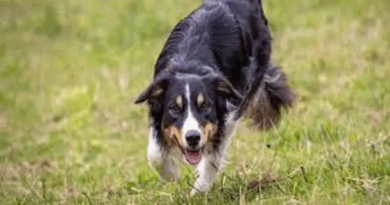 Razze di Cani da Pastore: Guida Completa alle Principali Caratteristiche