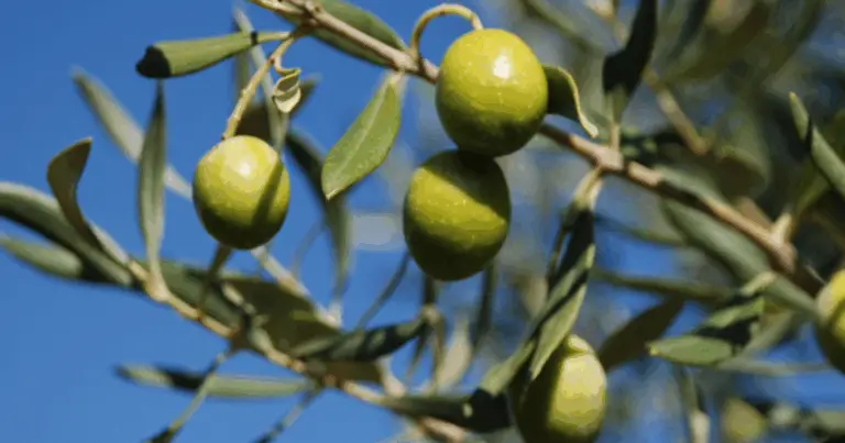 Piantare fichi accanto agli ulivi: tradizione, benefici e pratiche moderne