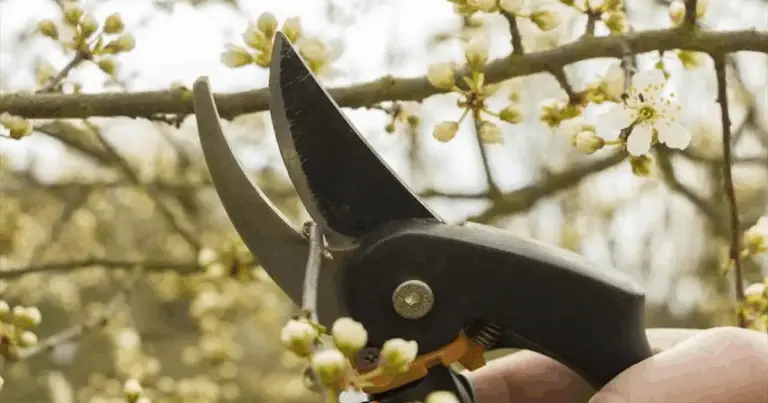 Sfioritura dei fiori: la guida completa per piante sane e fioriture abbondanti