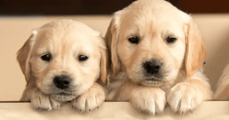 Tipi di cani coraggiosi: guida alle razze più forti e fedeli