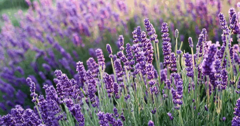 Piante che respingono le zanzare: guida completa e naturale