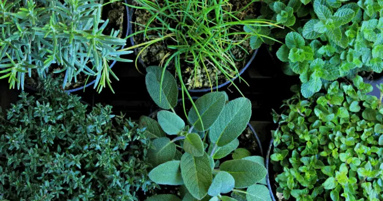 Erbe aromatiche e usi tradizionali: proprietà, benefici e precauzioni