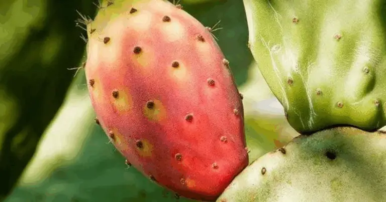 Pesca, fico d’India e fico comune: i frutti che migliorano la salute in modo naturale