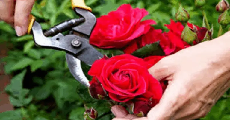 Potatura delle rose: guida completa per una fioritura sana e abbondante
