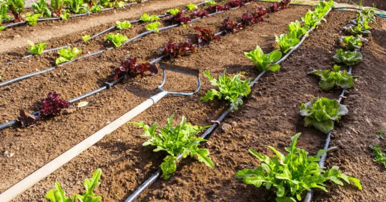 Irrigazione a goccia con secchi e tubi: guida pratica per orti e piccoli campi