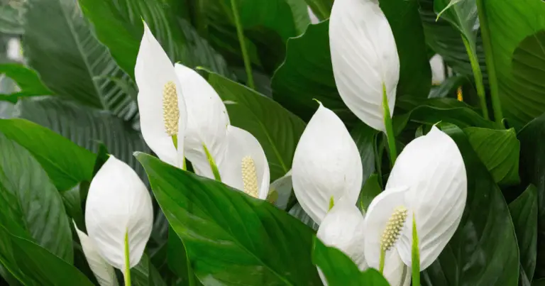 Guida completa alla cura del Lirio della Pace (Spathiphyllum)
