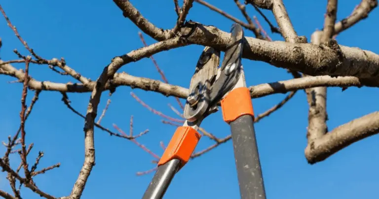 Potatura degli alberi: guida completa alle regole essenziali
