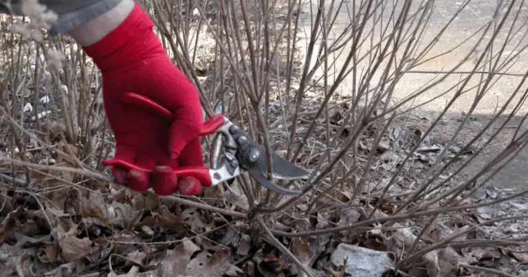 Potatura degli arbusti: guida completa per una crescita sana e ordinata